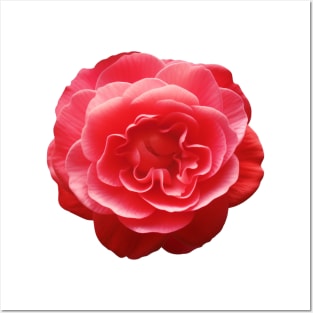 Red Camellia Flower Graphic Art Print Posters and Art